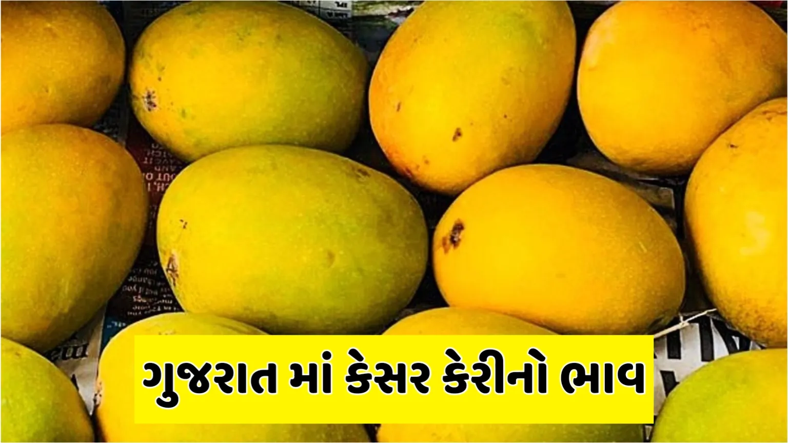 Mango Price in Gujarat: કેસર કેરીની આવક શરૂ, જાણો આજના કેસર કેરીના તાજા બજાર ભાવ